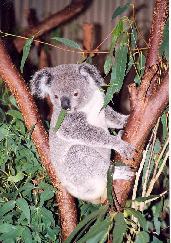 03 Koala - 260199